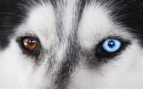 Heterochromia In Dogs Kennel To Couch