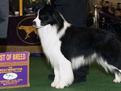 Louisville Dog Is Westminster Border Collie Best Of Breed