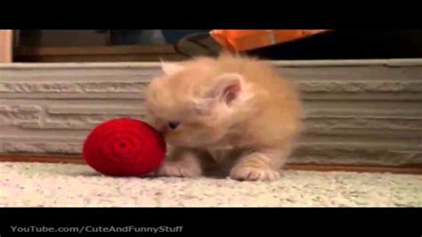 Cute Kittens Compilation Youtube