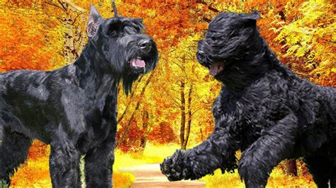 giant schnauzer  black russian terrier highlights youtube