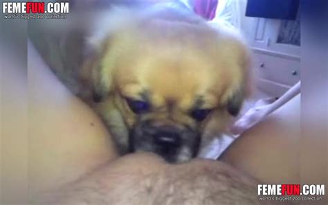 A Small Dog Licks The My Clit And Provides Enough Joy