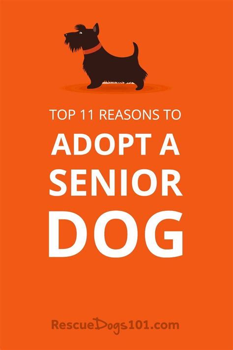 Top 11 Reasons Why You Should Adopt A Senior Dog Dogs Adoptdontshop
