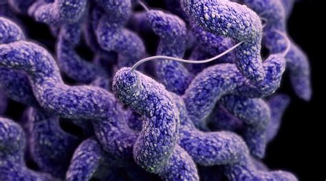 Kingston University Study Reveals How Food Poisoning Bacteria