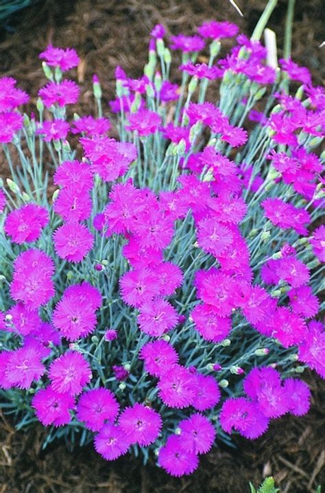 Learn About Dianthus Neon Star Pp 14549 Hardy Pink Perennial
