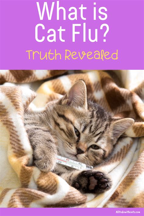 Can Cats Get Flu The Truth Revealed About This Common Question Artofit