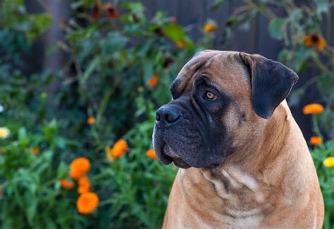 Boerboel Full Profile History And Care