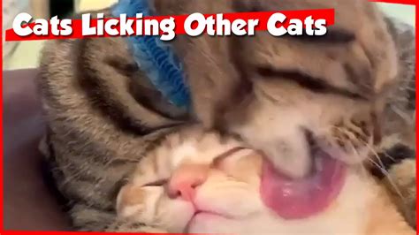 Cats Licking Each Other This Is Cat Youtube