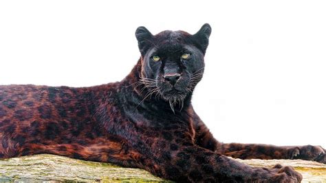 Black Jaguar Wallpapers Top Free Black Jaguar Backgrounds
