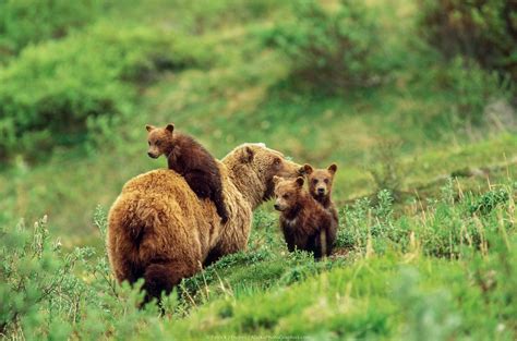 Alaska Wildlife Photo Gallery