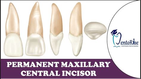 Permanent Maxillary Central Incisor Tooth Morphology Dental Anatomy