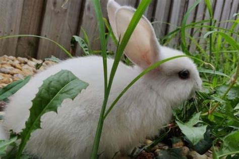 Will My Rabbit Run Away If I Let It Outside Clever Pet Owners