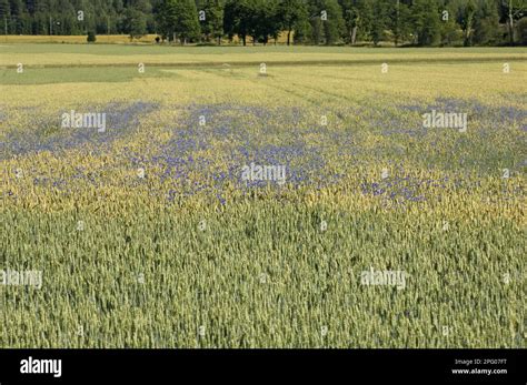 Cornflower Centaurea Cyanus In Flower Growing As A Weed In A Wheat