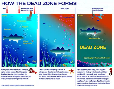 Causes Dead Zones