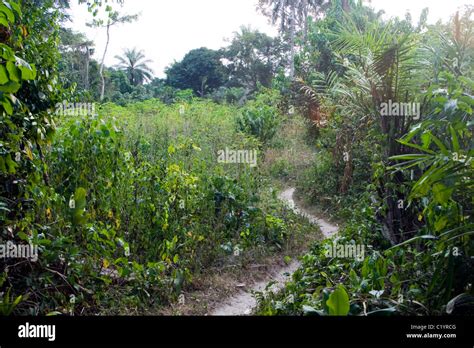 Congo Forest Hi Res Stock Photography And Images Alamy