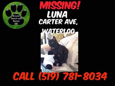 Missing Black Cat Waterloo