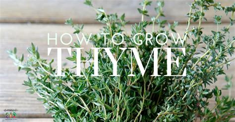 How To Plant Grow And Harvest Thyme The Kitchen Garten