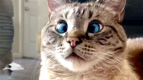 Cross Eyed Cat Is Adorable Funny Pet Videos Feeling All Good