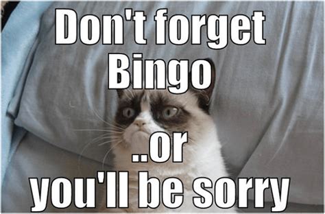 Whiskers grow around a cat's nose, chin and eyes. Tickle Your Funny Bone While Playing Bingo w/ Bingo Memes