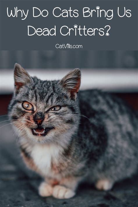 So the reason why do cats headbutt you is because when he gives you a head butt, he is marking his territory and creating a sense of familiarity and safety. Why Does Your Cat Bring You Dead Critters | Cats, Kitten ...