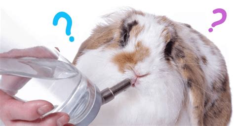 15 Best Rabbit Water Bottles In 2020 Reviews And Faqs