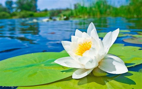 Water Lily The National Flower Of Bangladesh