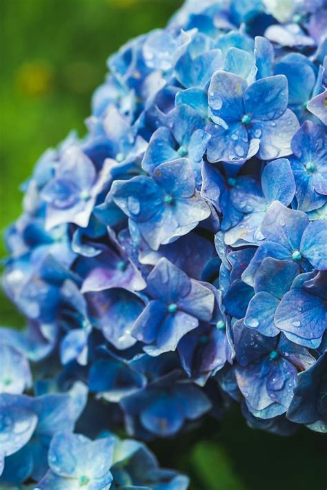 Hydrangea Ajisai Biru Bunga Jepang Latar Belakang Alam Ungu