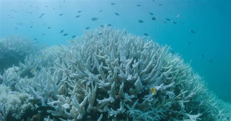Coral Bleaching Hits The Great Barrier Reef For The Second Year In A Row