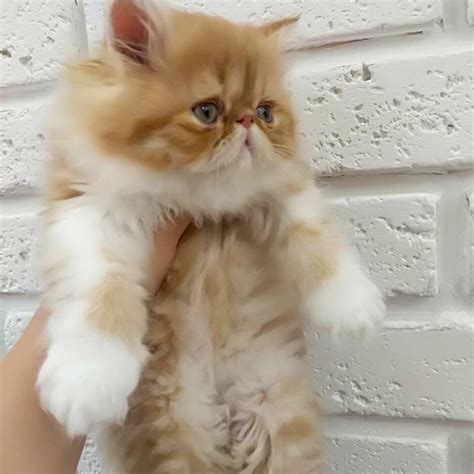 Looking for a kitten or cat in florida? Exotic Shorthair Cats For Sale | North Miami Beach, FL #280400