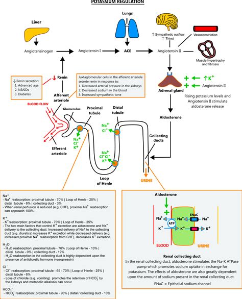 Potassium Regulation Illustration