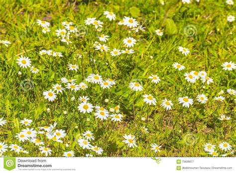 Camomile Flower Stock Image Image Of Harmony Floral 75838877