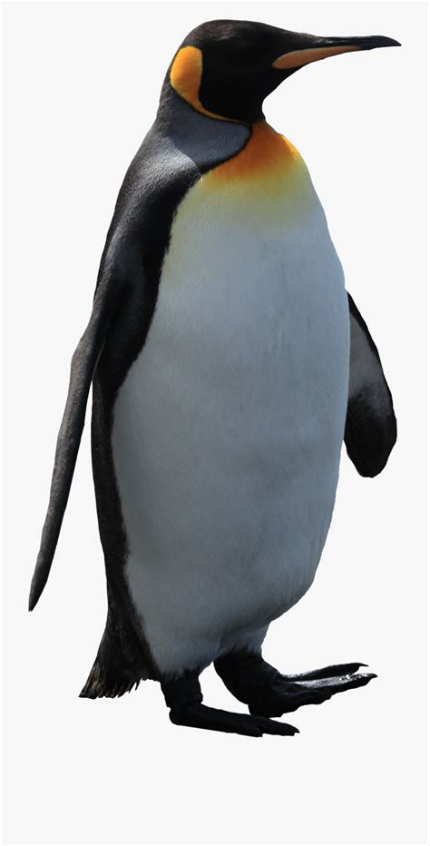 Penguin Clip Art Free