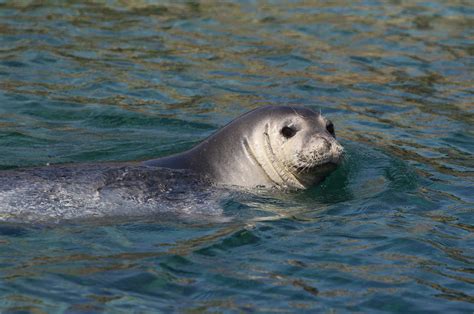 Mediterranean Monk Seal Ionian Dolphin Project