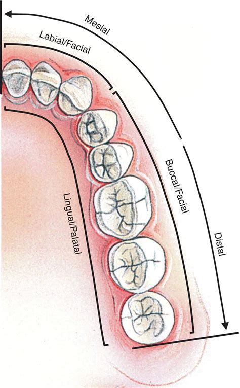 1 Oral Structures And Tissues Pocket Dentistry
