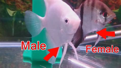 How To Tell The Difference Between Male And Female
