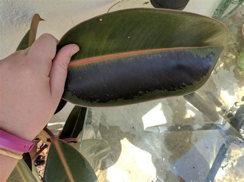 In the growing season (summer), the plant should be kept moist. Pin on Gardening