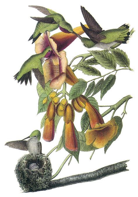 Ruby Throated Hummingbird Painting By John James Audubon