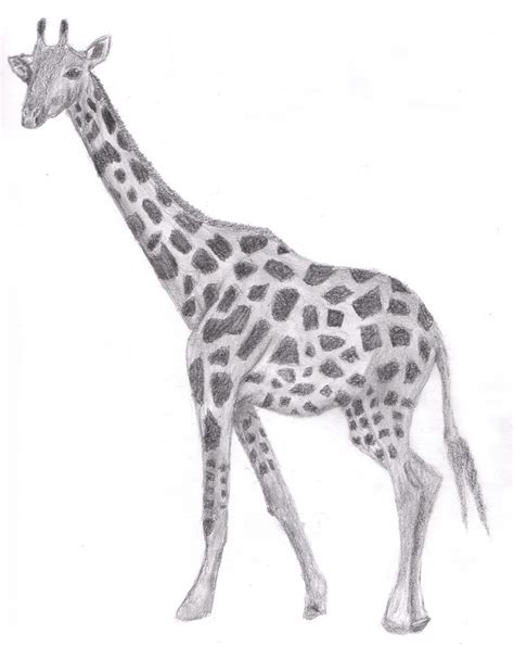 Drawing Giraffe By Justinms66 On Deviantart