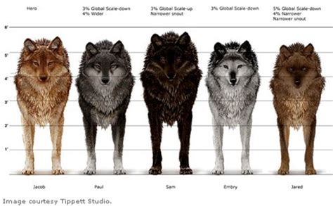 Wolves Height Twilight Saga Movies Pinterest