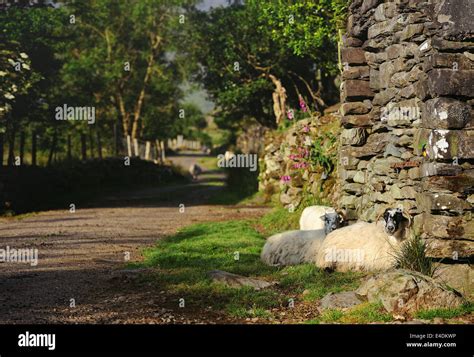 The Irish Countryside Stock Photo Alamy