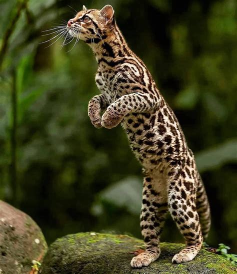 Argay Is A Small Wild Cat Native To Central And South America Did You