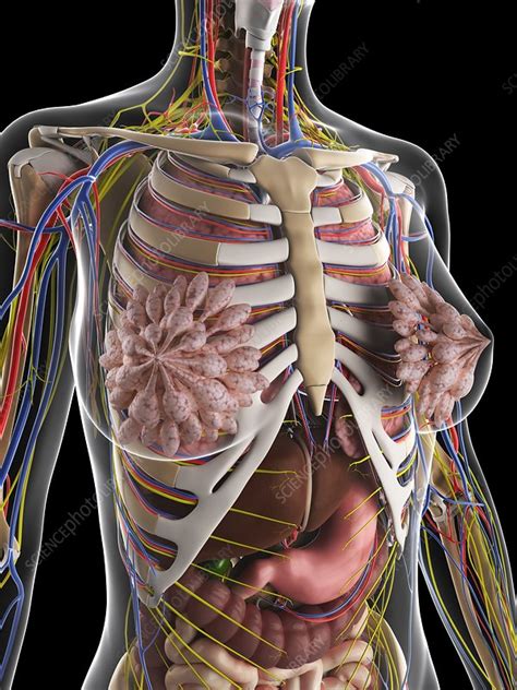 Healthcare medical center, surgery, hospital, clinic logo. Female anatomy, artwork - Stock Image F006/7726 - Science Photo Library