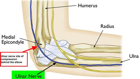 Ulnar Nerve Anatomy Innervation Injury Damage Palsy Entrapment