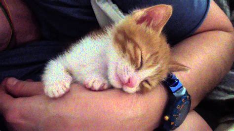 Sleepy Kitten Youtube