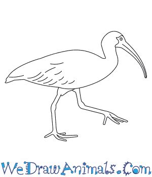New ibis page to color gallery. Download White Ibis coloring for free - Designlooter 2020 👨‍🎨
