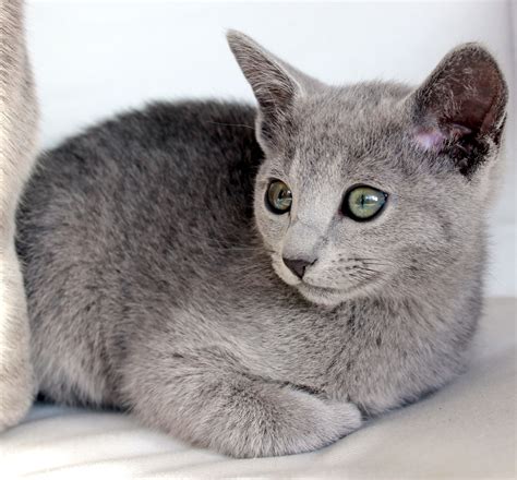 Little Pet Kitten Wychwood Jared At 12 Weeks Old Russian Blue Cat