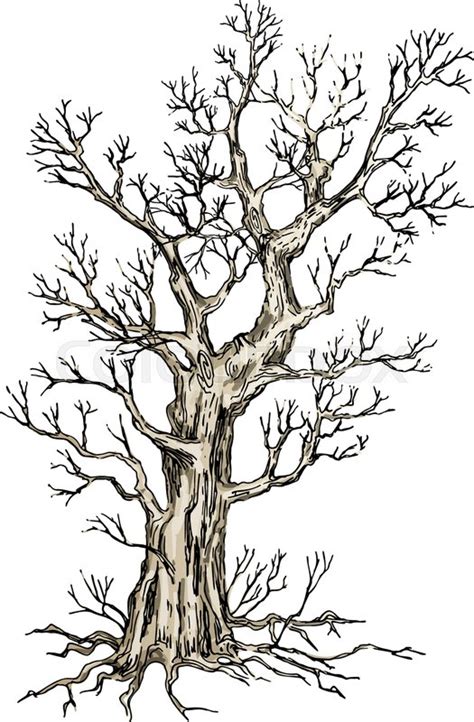 Tree Without Leaves Sketch At Explore Collection