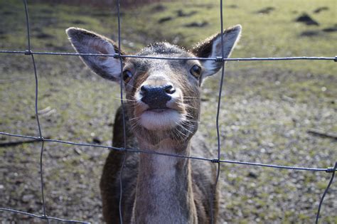 Free Images Wildlife Wild Zoo Horn Mammal Fauna Enclosure