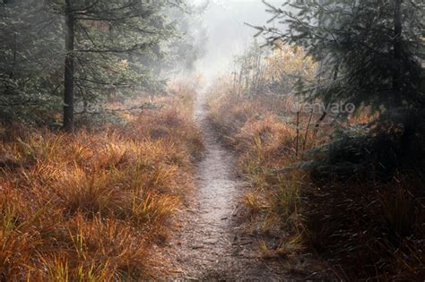 Path In Misty Autumn Forest Stock Photo By Catolla Photodune
