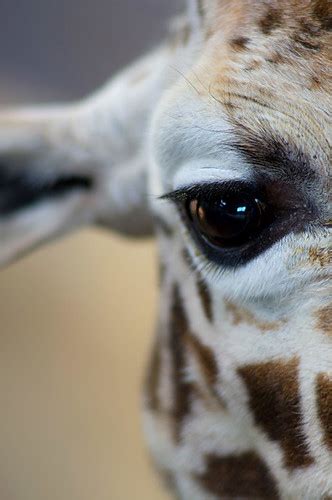 Giraffe Eye Simon Jones Flickr