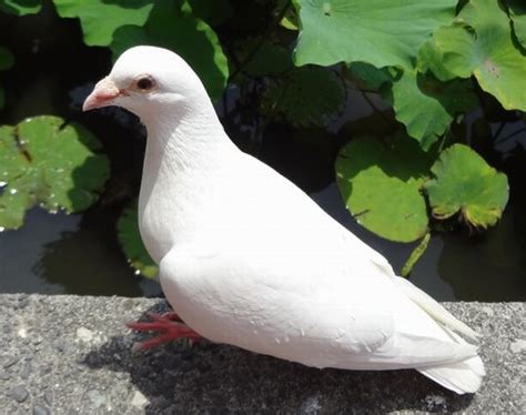 鳩の夢の夢占い ゆめの夢占い